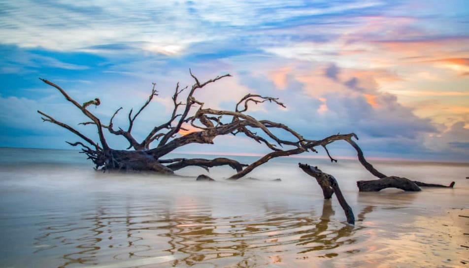 Driftwood Beach